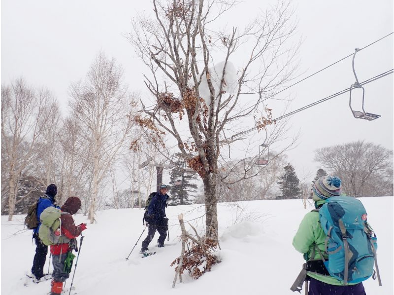 [Akita, Hachimantai] A tour to search for traces of Asiatic black bears in the winter forestの紹介画像
