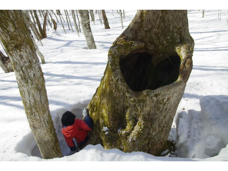 [Akita, Hachimantai] A tour to search for traces of Asiatic black bears in the winter forestの紹介画像