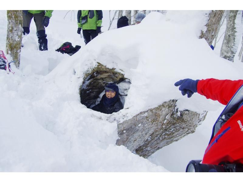 [Akita, Hachimantai] A tour to search for traces of Asiatic black bears in the winter forestの紹介画像