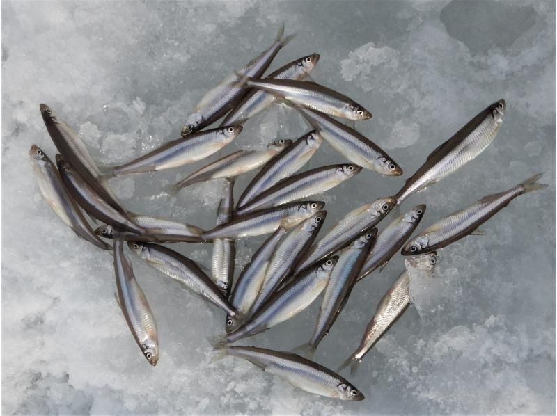 [Hokkaido, Tokachi] Morning session: Experience smelt fishing on the ice of Lake Sahoro! Guided tour available, even for beginners!の紹介画像