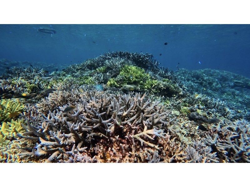 【宮古島・海亀兄弟主催】ウミガメシュノーケルツアー掲載開始！満足度地域No. 1を目指します！の紹介画像