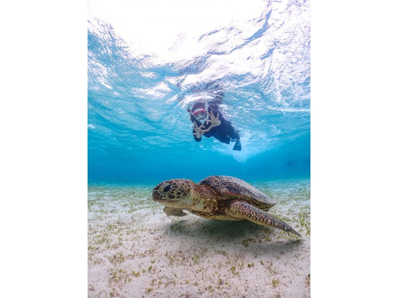 宮古島【春休み・GW先取り】★当日予約OK！写真無料！手ぶらで参加！《学生・ファミリー大歓迎》ウミガメシュノーケルの紹介画像