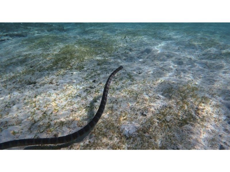 【宮古島・海亀兄弟主催】ウミガメシュノーケルツアー掲載開始！満足度地域No. 1を目指します！の紹介画像
