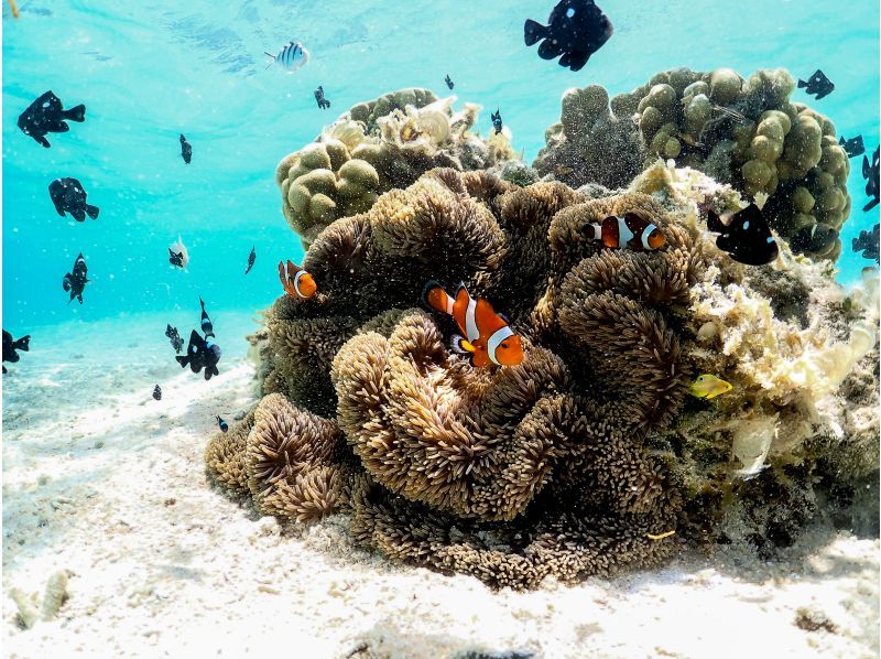 宮古島【春休み・GW先取り】★当日予約OK！写真無料！手ぶらで参加！《学生・ファミリー大歓迎》ウミガメシュノーケルの紹介画像