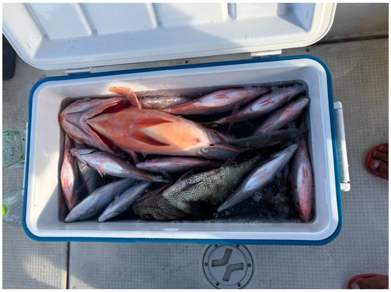 【沖縄・石垣島】完全貸切チャーター船で沖縄三大高級魚「アカジンミーバイ」を釣り上げろ！【AM／PM｜1日2便体制】の紹介画像