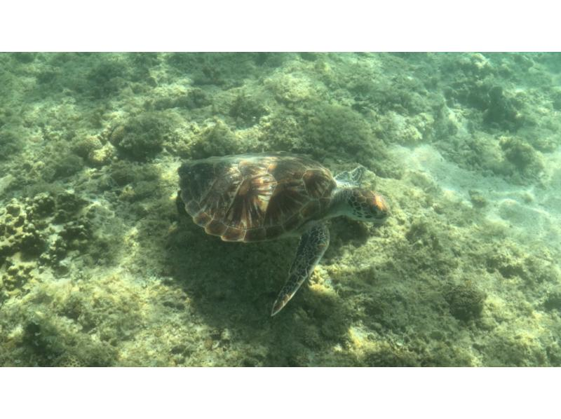 【沖縄・恩納村/青の洞窟】2名以上で超お得!神秘の絶景シュノーケリング手ぶらOK!初心者歓迎(GoPro&insta360写真・動画撮影)の紹介画像