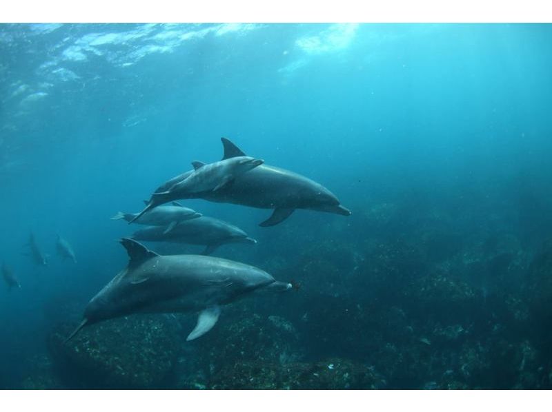 【東京・利島】利島でイルカと泳ぐ、ドルフィンスイムを楽しもう！の紹介画像