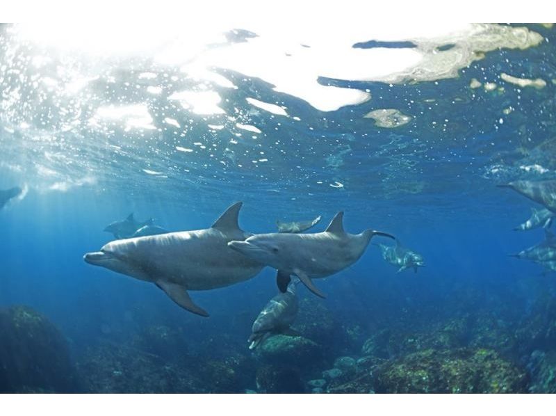 【東京・利島】利島でイルカと泳ぐ、ドルフィンスイムを楽しもう！の紹介画像