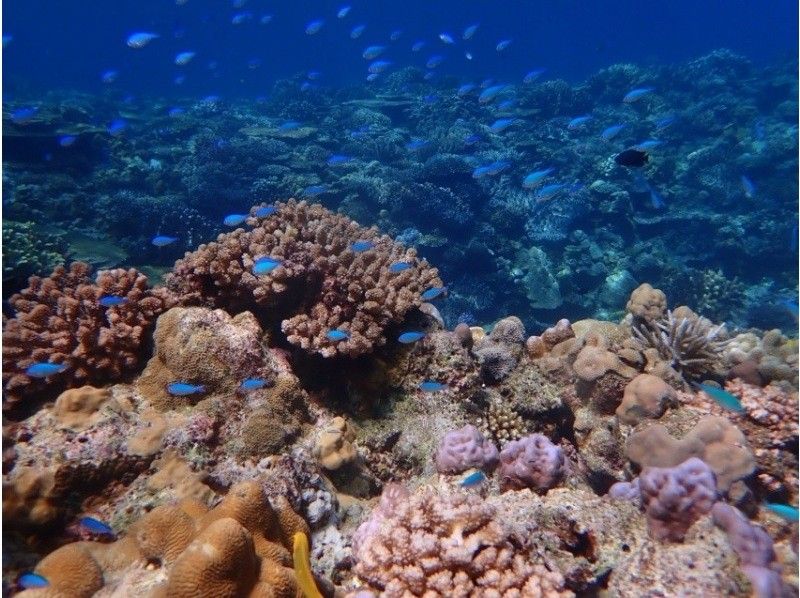 Okinawa Minna Island [Winter Only ◆ Boat Snorkeling + Churaumi Aquarium Ticket & Minna Island Short Landing] Half-Day Tour ◆ Small Group ◆ Free Photo Downloadの紹介画像
