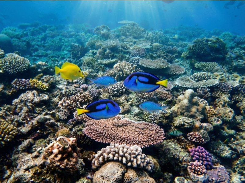 Okinawa Minna Island [Boat Snorkeling + Churaumi Aquarium Ticket + Minna Island Short Landing ◆ Winter Only] Half-Day Tour ◆ Small Groups ◆ Free Photo Downloads Includedの紹介画像