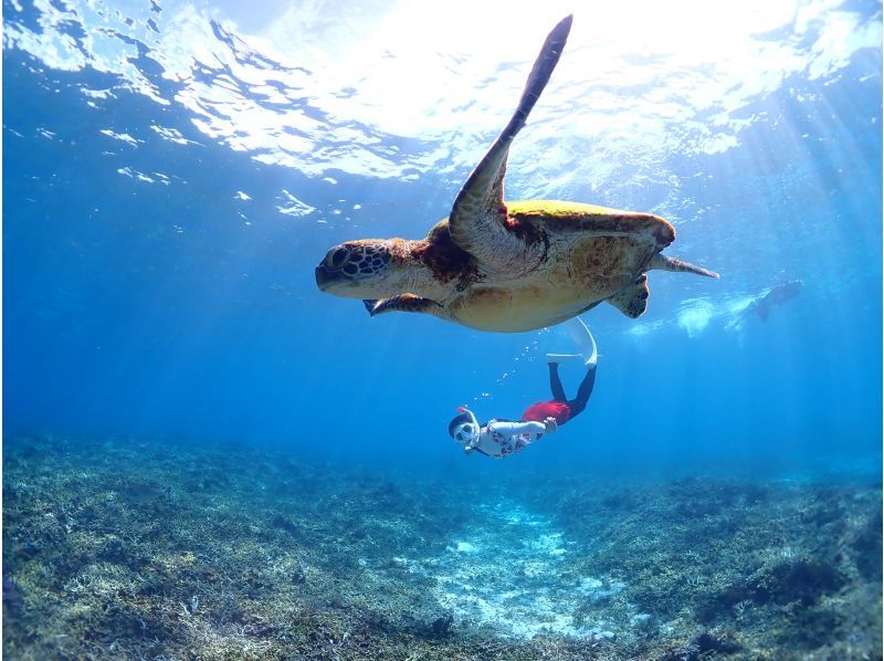 Miyakojima / {Even on the day you leave!} [Sea turtle snorkeling] ★Free photo data★Shower and hair dryer provided★10 minutes to Miyako Airport!の紹介画像