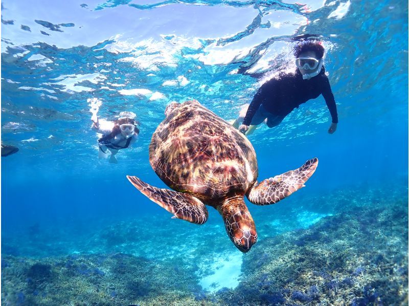 Miyakojima / {Even on the day you leave!} [Sea turtle snorkeling] ★Free photo data★Shower and hair dryer provided★10 minutes to Miyako Airport!の紹介画像