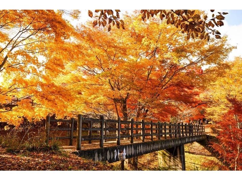 【야마나시・야마나카코～오시노 핫카이】일본인 최초 툴! 이마나카 다이스케 씨와 달린다! 가을의 야마나카코·오시노 핫카이 그룹 라이드【초보자 대환영! 】の紹介画像