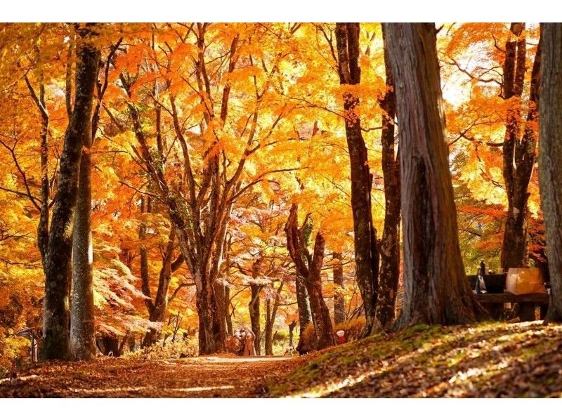 【山梨县・山中湖～忍野八海】日本首位骑行者！和今中大辅一起骑行！秋季山中湖・忍野八海集体骑行【初学者也欢迎！】の紹介画像