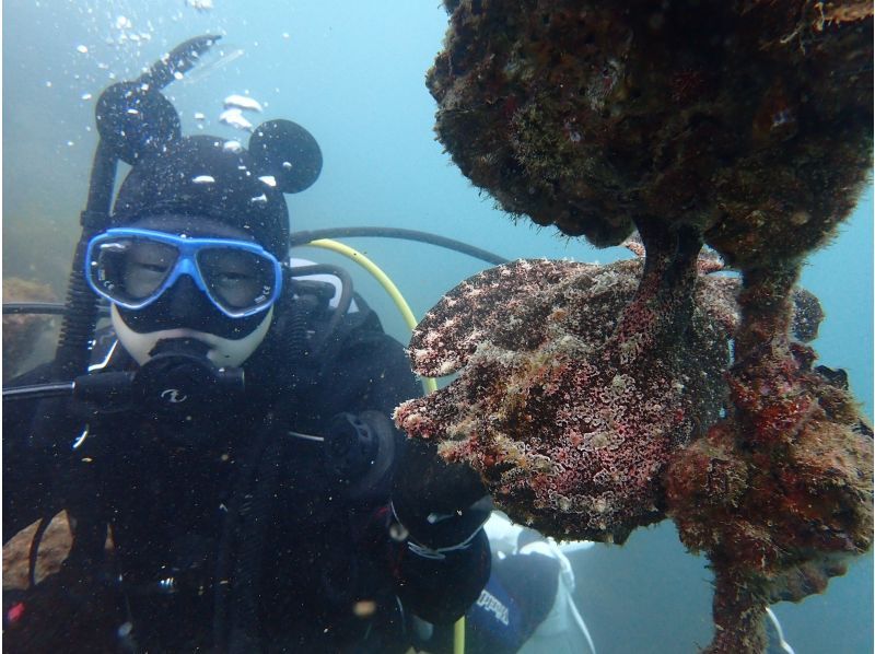 [Shizuoka, Numazu, Nishiizu, Osezaki] Beginners welcome! Experience diving. Enjoy diving in the Izu sea where many fish live. Copy underwater photo data.の紹介画像