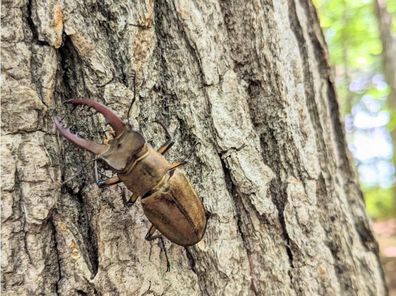 【栃木・那須高原】ジャイロライド一日乗り放題★19800円★最大7時間も乗り放題!さらに併設のカフェでマシュマロ食べ放題付き休憩も楽しい!の紹介画像