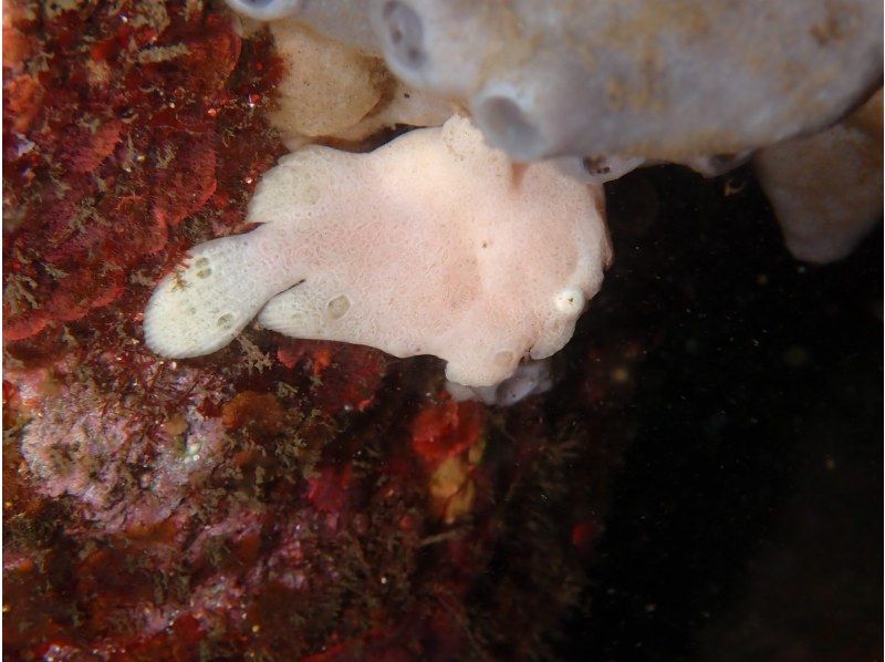 【伊豆・沼津・大瀬崎・静岡】あったか快適♪ 冬も潜れるダイバーになろう!  PADIドライスーツSP & ゴールドカードの紹介画像