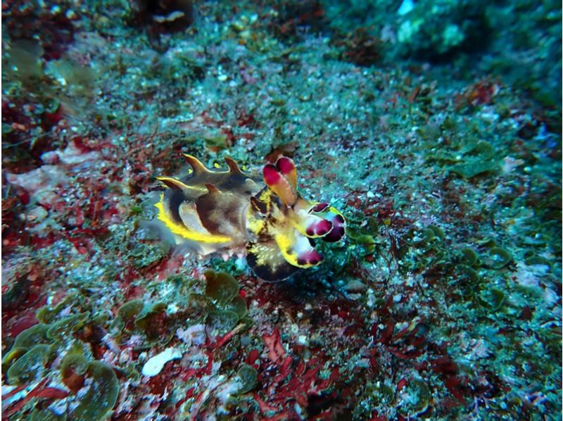 【伊豆・沼津・大瀬崎・静岡】あったか快適♪ 冬も潜れるダイバーになろう!  PADIドライスーツSP & ゴールドカードの紹介画像
