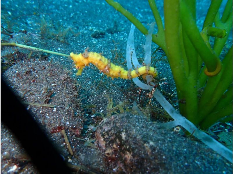 【伊豆・沼津・大瀬崎・静岡】あったか快適♪ 冬も潜れるダイバーになろう!  PADIドライスーツSP & ゴールドカードの紹介画像
