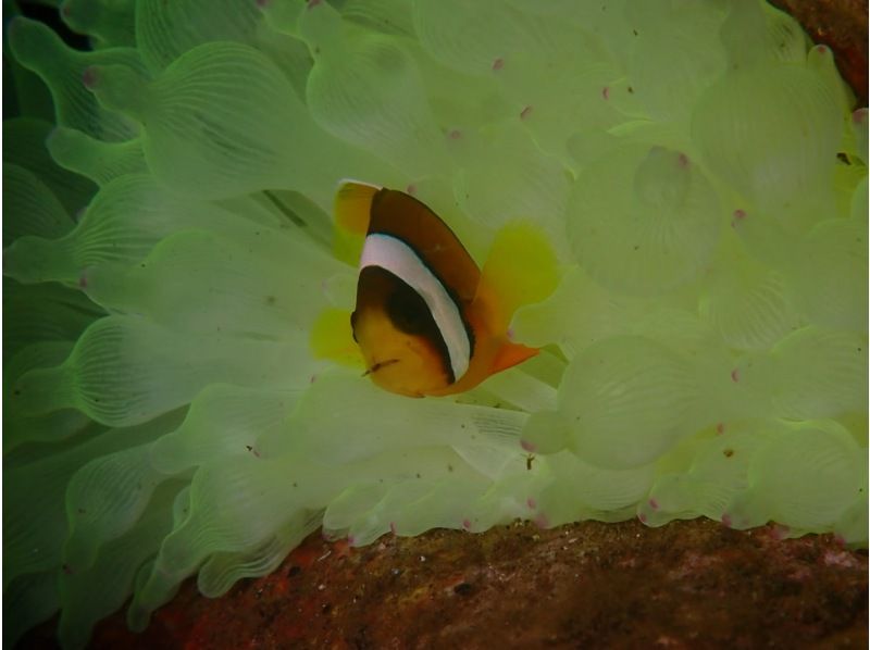 【伊豆・沼津・大瀬崎・静岡】あったか快適♪ 冬も潜れるダイバーになろう!  PADIドライスーツSP & ゴールドカードの紹介画像