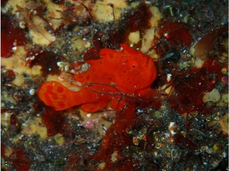 【伊豆・沼津・大瀬崎・静岡】あったか快適♪ 冬も潜れるダイバーになろう!  PADIドライスーツSP & ゴールドカードの紹介画像