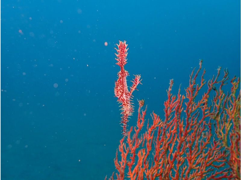 【伊豆・沼津・大瀬崎・静岡】あったか快適♪ 冬も潜れるダイバーになろう!  PADIドライスーツSP & ゴールドカードの紹介画像
