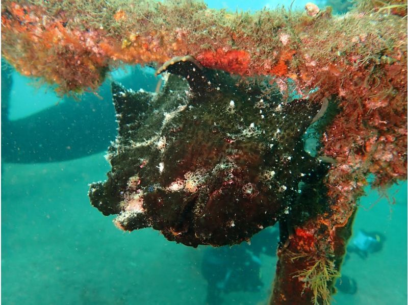 【伊豆・沼津・大瀬崎・静岡】あったか快適♪ 冬も潜れるダイバーになろう!  PADIドライスーツSP & ゴールドカードの紹介画像