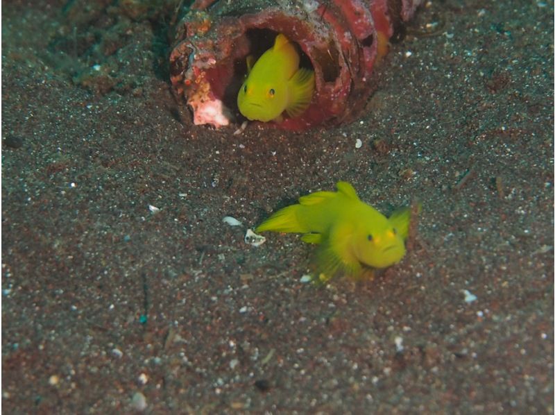 【伊豆・沼津・大瀬崎・静岡】あったか快適♪ 冬も潜れるダイバーになろう!  PADIドライスーツSP & ゴールドカードの紹介画像