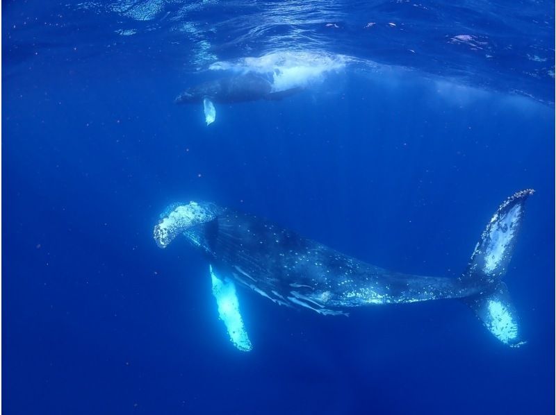 【沖縄本島】貸切クルーズ船でダイビングライセンス取得！　取得後はレンタル器材が永久無料！　器材購入も割引可能できます！の紹介画像