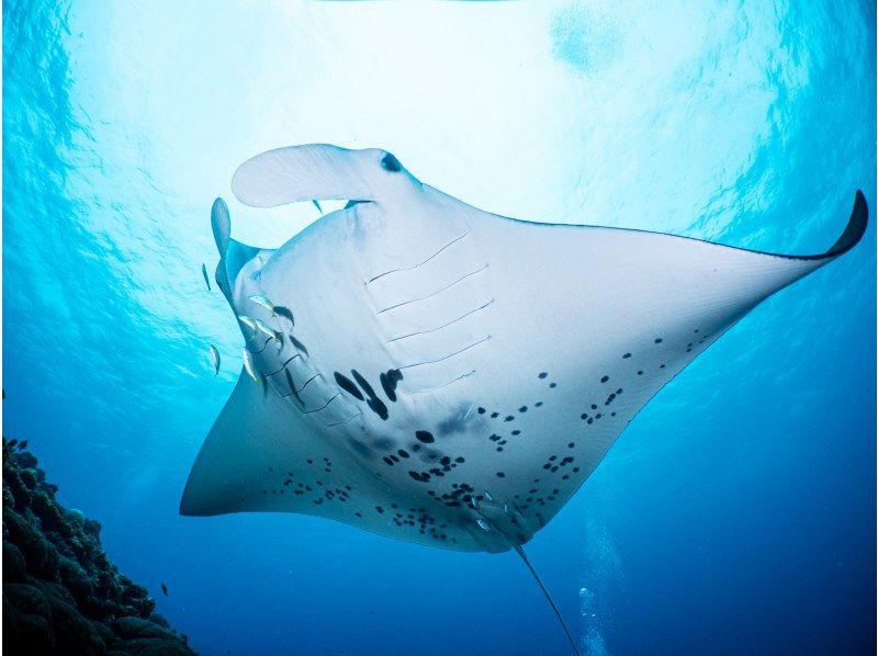 【沖縄本島】貸切クルーズ船でダイビングライセンス取得！　取得後はレンタル器材が永久無料！　器材購入も割引可能できます！の紹介画像