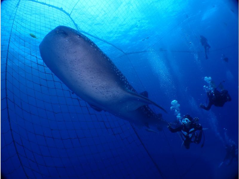 【沖縄本島】貸切クルーズ船でダイビングライセンス取得！　取得後はレンタル器材が永久無料！　器材購入も割引可能できます！の紹介画像