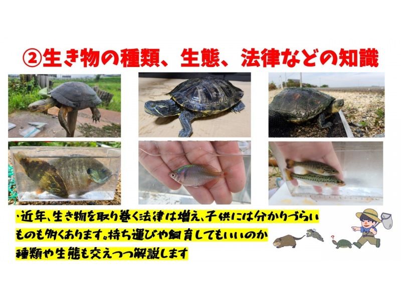 【滋賀・琵琶湖】現役生き物系YouTuberと川で魚捕りエコツアー！琵琶湖の外来種をハントしよう！の紹介画像