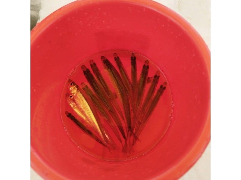 【北海道，札幌】（札幌冰釣）~札幌胡瓜魚釣魚之旅，包含札幌車站接送~與家人朋友在北海道共度美好時光。の紹介画像