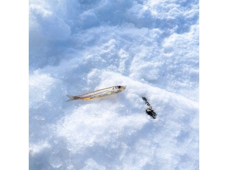 【北海道，札幌】（札幌冰釣）~札幌胡瓜魚釣魚之旅，包含札幌車站接送~與家人朋友在北海道共度美好時光。の紹介画像