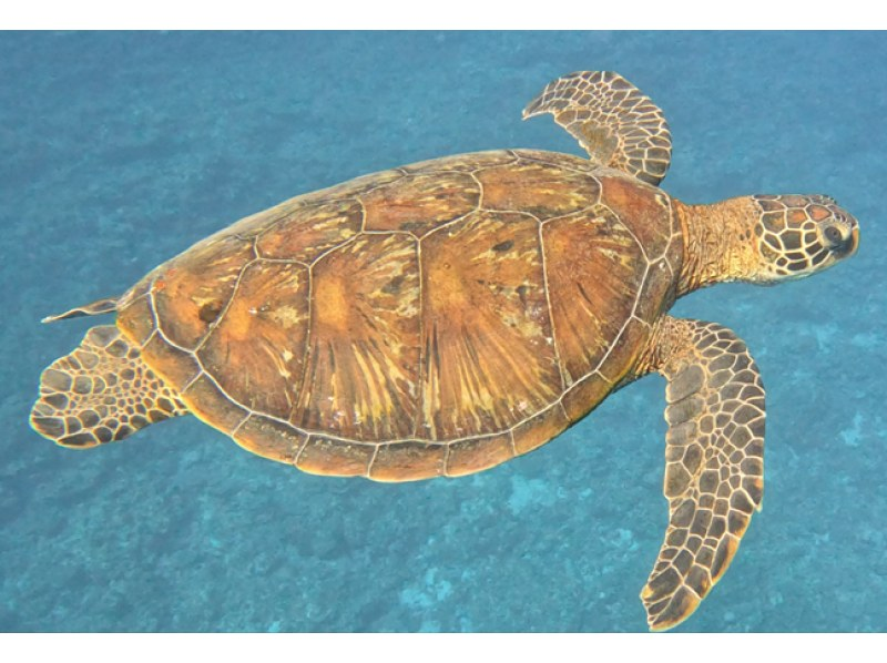 【沖繩縣伊良部島】藍洞&珊瑚礁雙人浮潛+玻璃底船海底巡遊♪（藍洞浮潛現特價！）の紹介画像