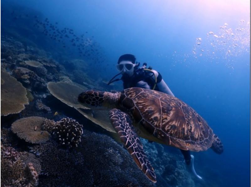【那覇発・慶良間諸島・送迎可】半日で気軽に参加できる！体験ダイビング１回コース＜初心者・お1人様も大歓迎＞の紹介画像