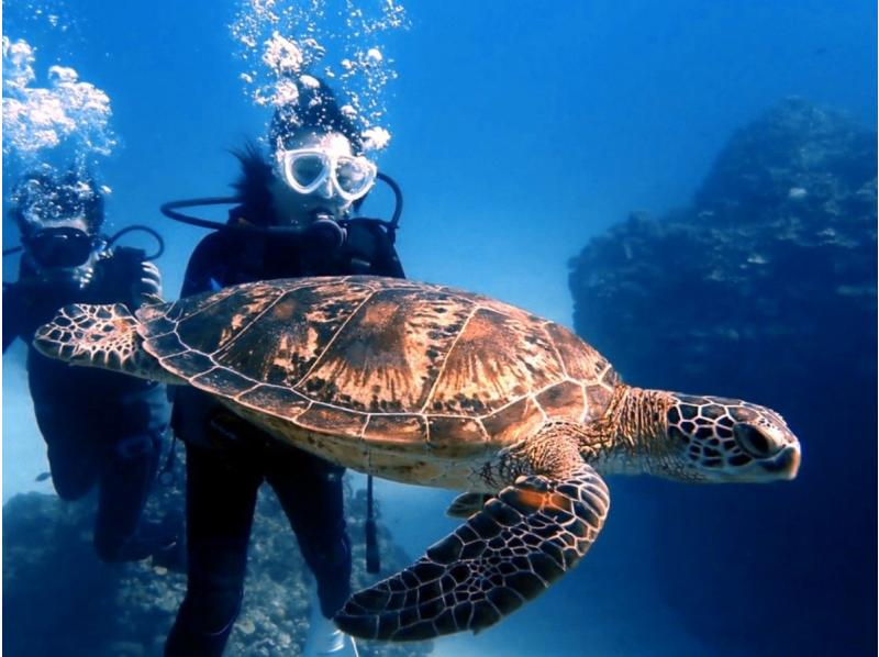 【那覇発・慶良間諸島・送迎可】半日で気軽に参加できる！体験ダイビング１回コース＜初心者・お1人様も大歓迎＞の紹介画像