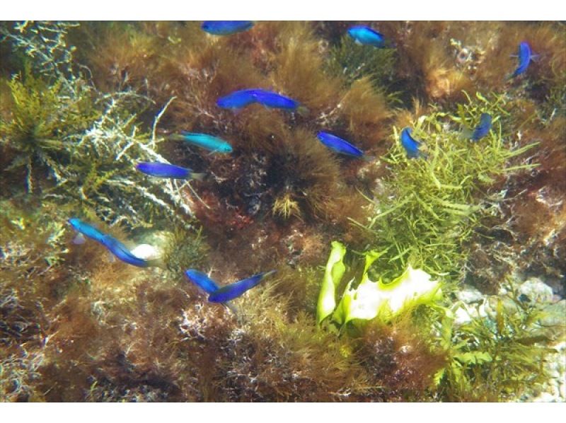 Aloha Tour/Snorkeling in a Sea Kayak!の紹介画像