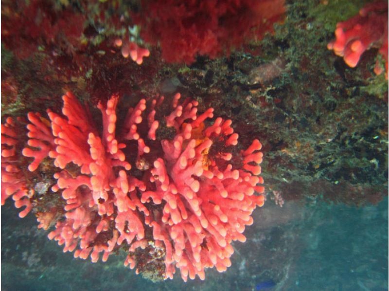 Aloha Tour/Snorkeling in a Sea Kayak!の紹介画像