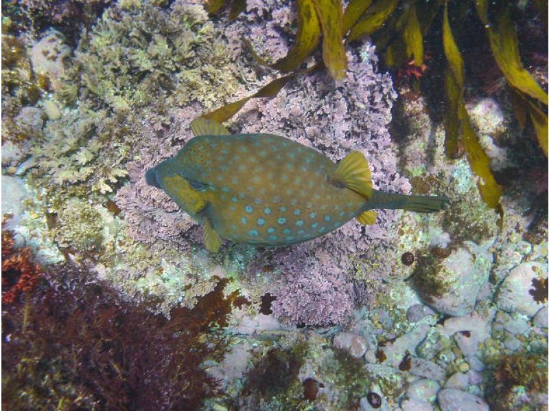 Aloha Tour/Snorkeling in a Sea Kayak!の紹介画像
