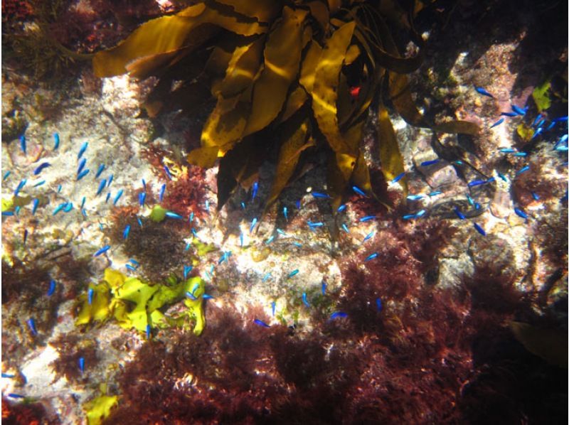 Aloha Tour/Snorkeling in a Sea Kayak!の紹介画像