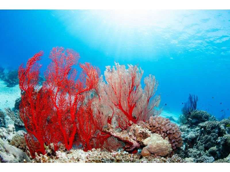 게라마 국립공원 당일 스노클링 투어の紹介画像