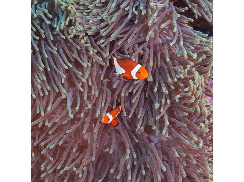 게라마 국립공원 당일 스노클링 투어の紹介画像