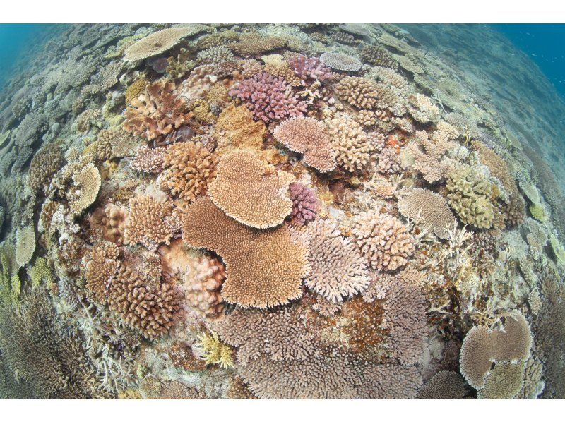 게라마 국립공원 당일 스노클링 투어の紹介画像