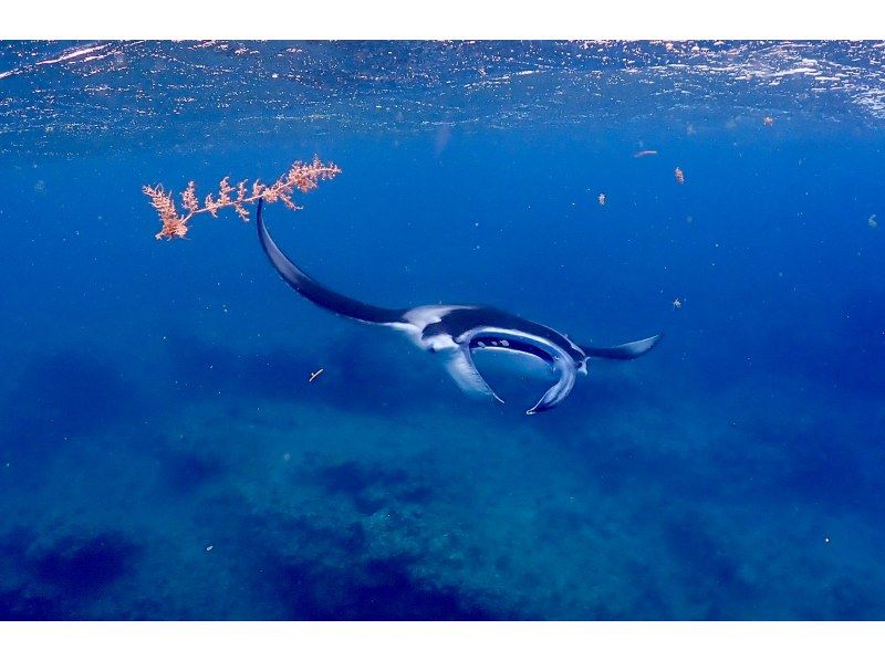 【石垣島発/水面マンタシーズン到来！/11~3月限定/シュノーケル/3.5時間】冬の海に舞う巨大マンタ！動画写真データ無料プレゼントの紹介画像