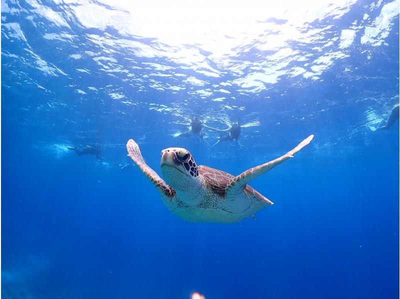 【石垣島発/水面マンタシーズン到来/ウミガメ/11~3月限定/シュノーケル/3.5時間】冬の海に舞う巨大マンタ動画写真データ無料プレゼントの紹介画像