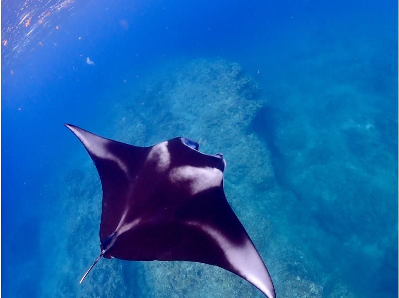 【石垣島発/水面マンタシーズン到来/ウミガメ/11~3月限定/シュノーケル/3.5時間】冬の海に舞う巨大マンタ動画写真データ無料プレゼントの紹介画像