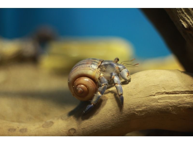 【東京・八丈島】5月1日～開始！大自然！ナイトアドベンチャーツアーの紹介画像