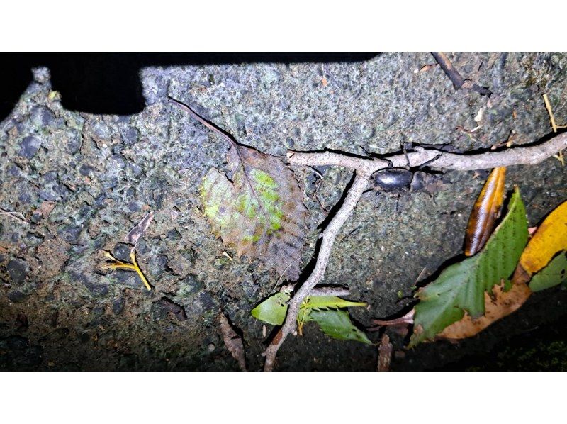 【東京・八丈島】5月1日～開始！大自然！ナイトアドベンチャーツアーの紹介画像