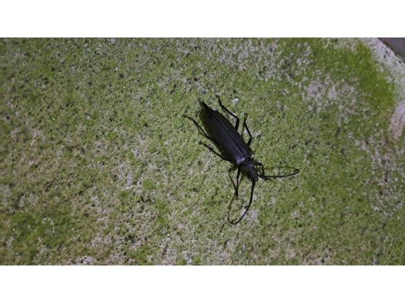 【東京・八丈島】5月1日～開始！大自然！ナイトアドベンチャーツアーの紹介画像